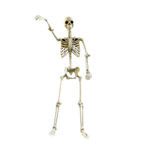 Esqueleto Humano Decorativo de 90 cm - Articulaciones Móviles