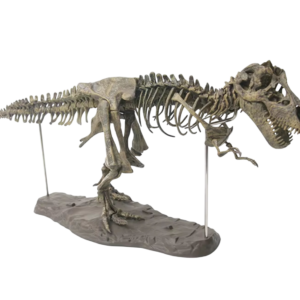 Esqueleto de Tyrannosaurus Rex 4D (70 cm) - Modelo de Colección Escala 1:8